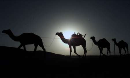 escapeafghanistancamels