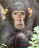 ugly-chimp