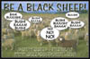 Black-Sheep-Small